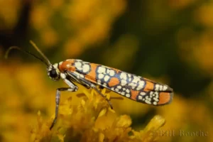 Ailanthus Webworm Moth (Atteva aurea)