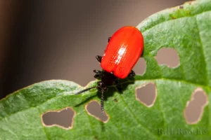 Air Potato Leaf Beetle (Lilioceris cheni) on Air Potato leaf damaged by the beetle