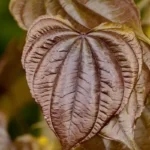 air potato leaf dioscorea bulbifera