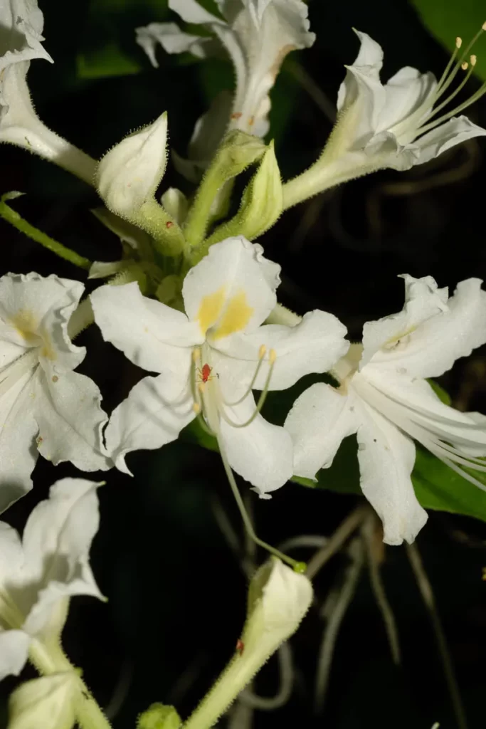 alabama azalea flower closeup rhododendron alabamense with insect