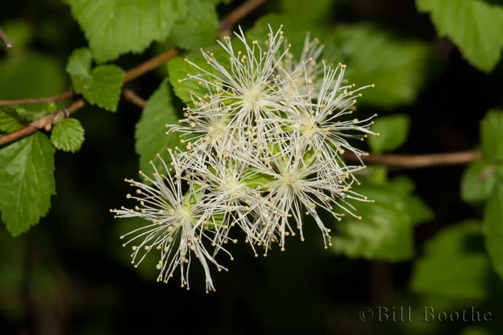 alabama snow wreath flower neviusia alabamensis alabama snow wreath flower neviusia alabamensis