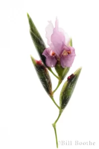 Alligatorflag Flower on white background