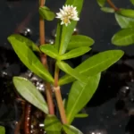 alligatorweed flower alternanthera philoxeroides