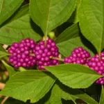 American Beautyberry Berries