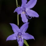 American Bellflower Flowers Closeup