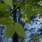 american bladdernut staphylea trifolia 2