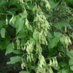american buckwheatvine brunnichia ovata