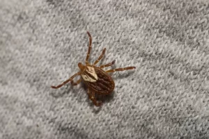 America Dog Tick on sweater