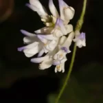 american hogpeanut flower amphicarpaea bracteata