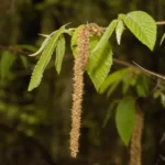 american hornbeam carpinus caroliniana