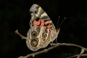 Profile View of American Lady Butterfly (Vanessa virginiensis)