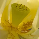 american lotus nelumbo lutea 2