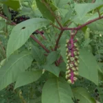american pokeweed phytolacca americana