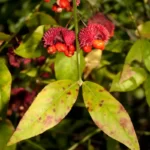 american strawberrybush fruits euonymus americanus