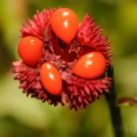 american strawberrybush seeds euonymus americanus
