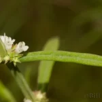 american waterhorehound flower lycopus americanus 2