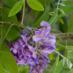 american wisteria wisteria frutescens