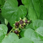 angle pod flowers gonolobus suberosus 2