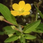 anglestem primrosewillow ludwigia leptocarpa