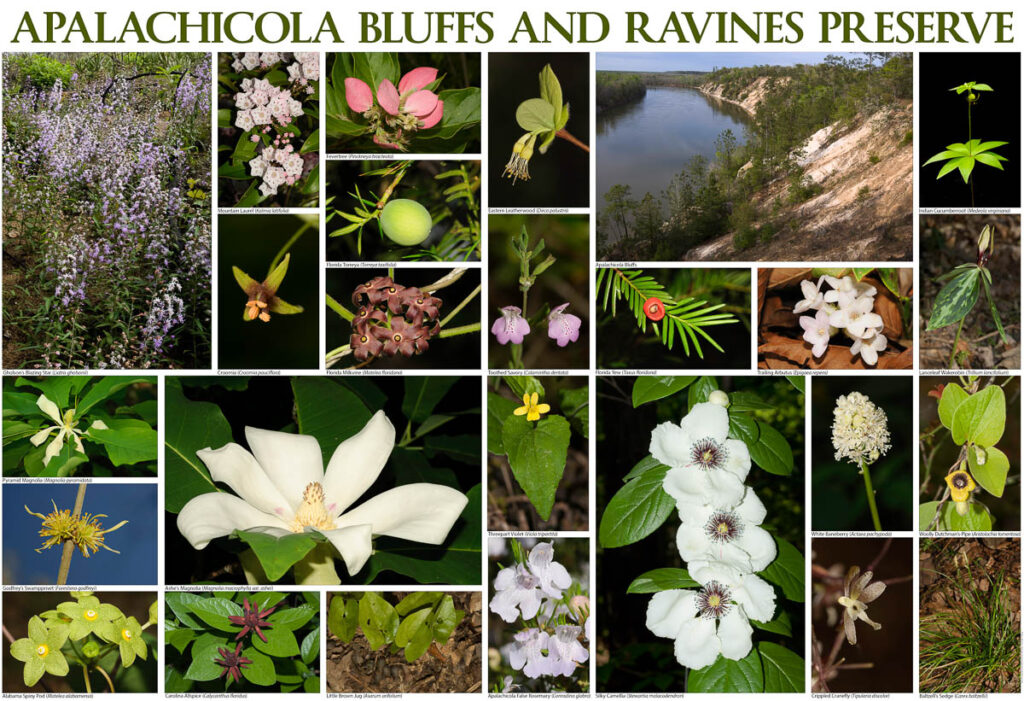 apalachicola bluffs and ravines print 1