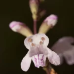 apalachicola dragonhead flower physostegia godfreyi