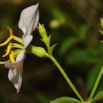 apalachicola meadowbeauty rhexia parviflora