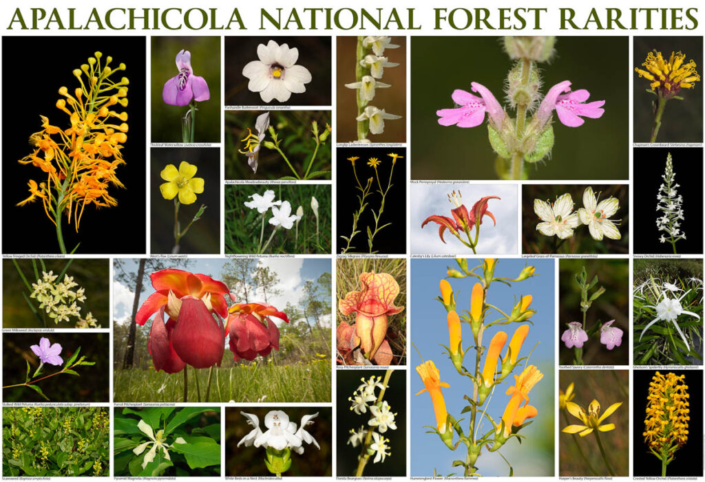 apalachicola national forest print 1 1