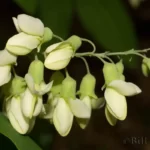 apalachicola wild indigo baptisia megacarpa