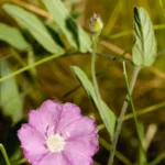 aquatic dawnflower stylisma aquatica