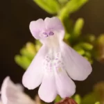 Ashe's Calamint Calamintha ashei flower closeup