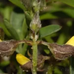 avon park rattlebox crotalaria avonensis