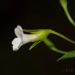 Axilflower