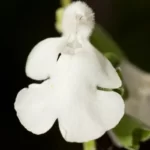 azure blue sage white flowers salvia azurea