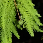 bald cypress cones taxodium distichum