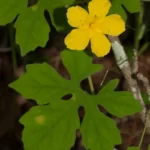 balsampear flower momordica charantia