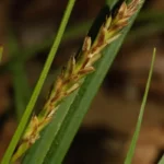 baltzells sedge carex baltzellii