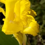 banana of the everglades canna flaccida