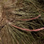 bartrams airplant tillandisa bartramii