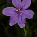 bartrams ixia calydorea caelestina