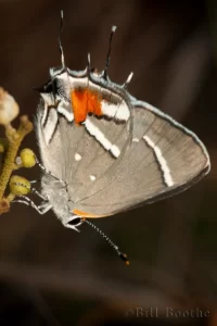 Bartram's Scrub-hairstreak with egg on croton