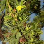 bay cedar suriana maritima