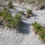 beachstar cyperus pedunculatus