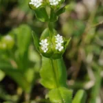 beaked cornsalad valerianella radiata