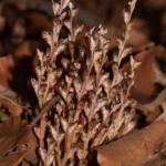 beechdrops epifagus virginiana