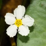 big floatingheart flower nymphoides aquatica