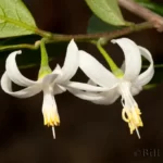 bigleaf snowbell flowers styrax grandifolius