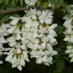 black locust flowers robinia pseudoacacia