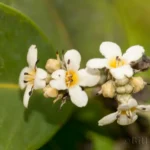 black mangrove flowers avicennia germinans