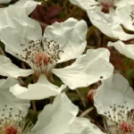 blackberry flowers rubus sp