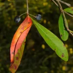 blackgum fruits nyssa sylvatica